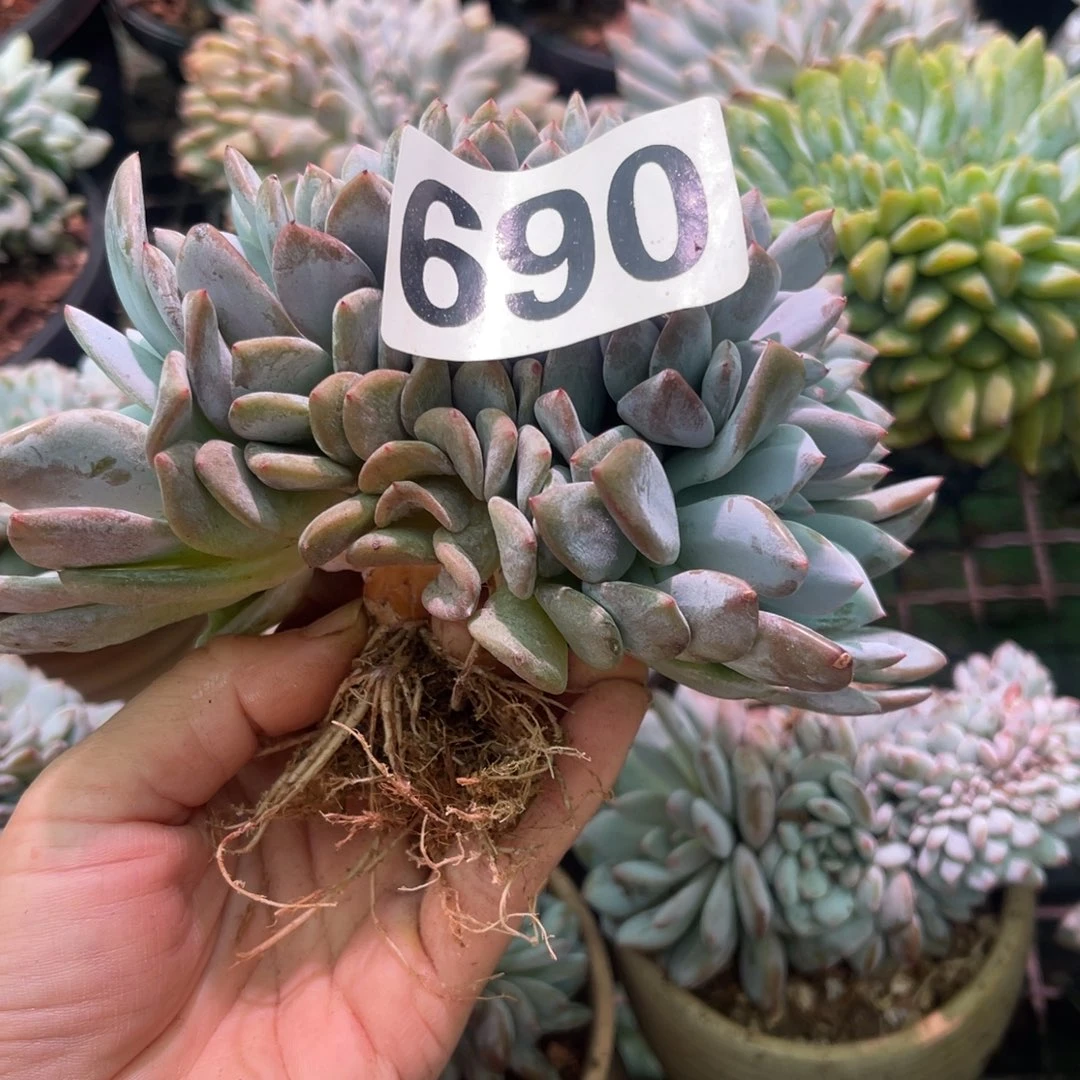 云***裳690号114788888889