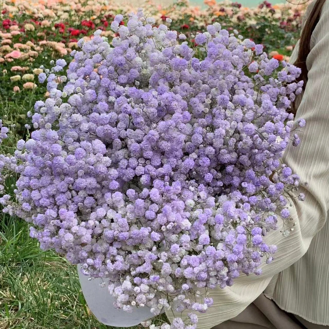 满天星花束客厅摆设鲜插真花装饰摆件包装送人批发论斤新鲜满天星