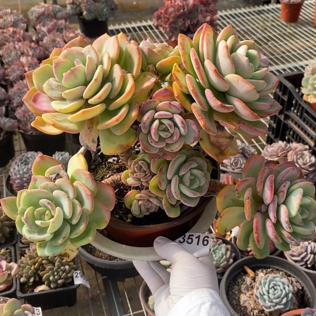 3516白月光一物一拍
