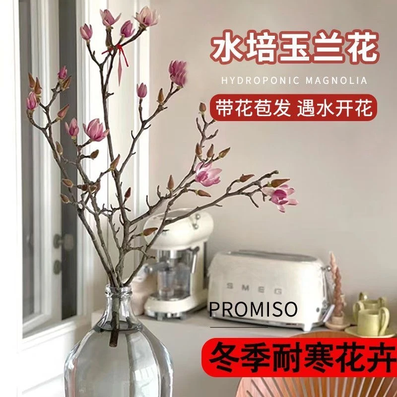 高雅年宵花卉水培玉兰花鲜切枝室内水培植物泡水开花耐寒懒人好养