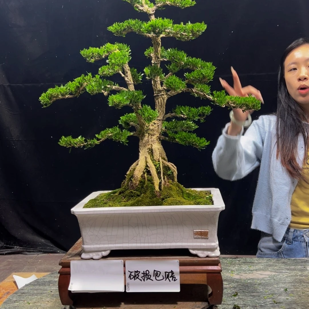 无花朵广东黄杨四季常青