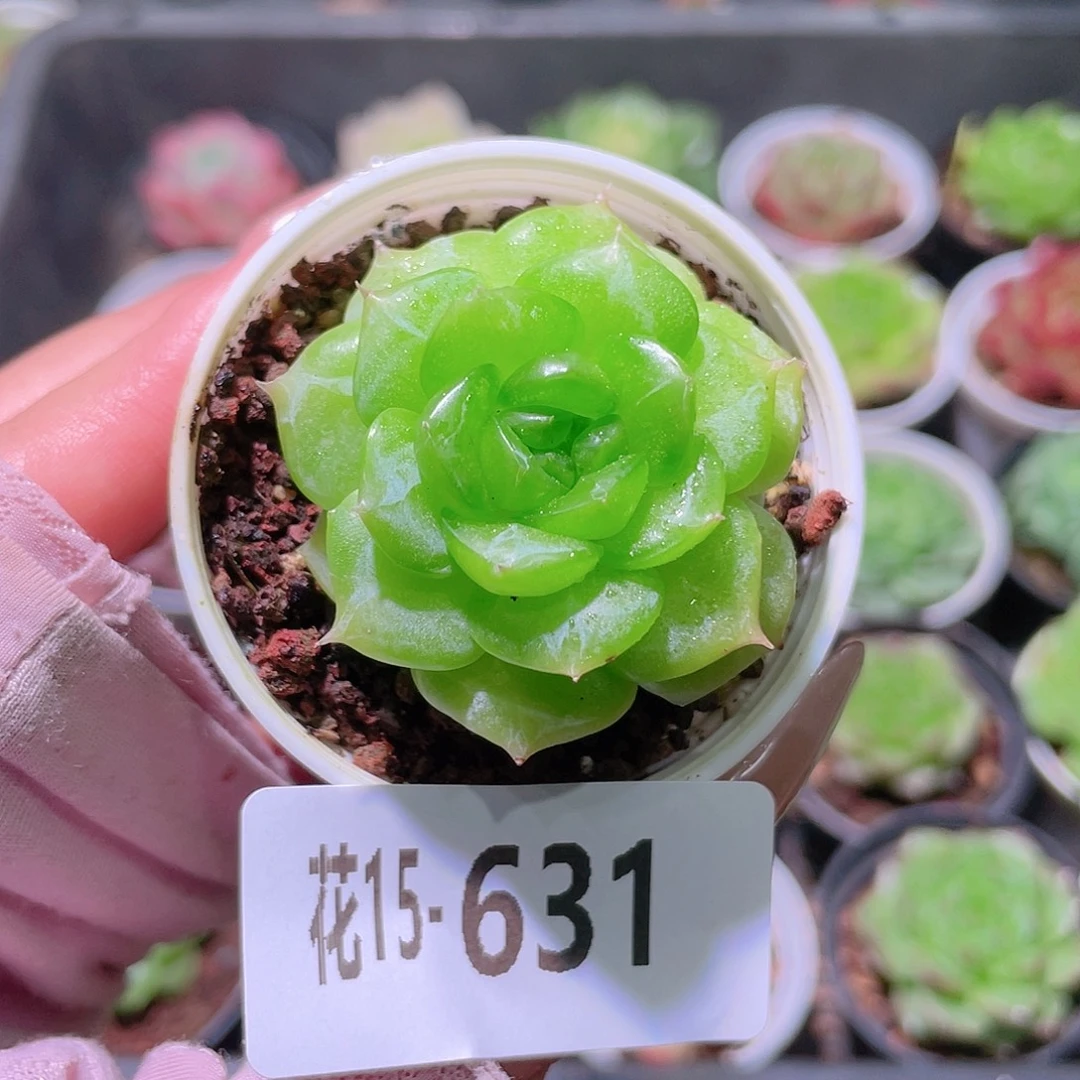 花利美15-631铂金叶