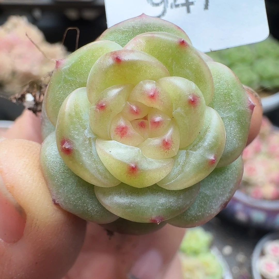 一物一拍一物一拍1213-947