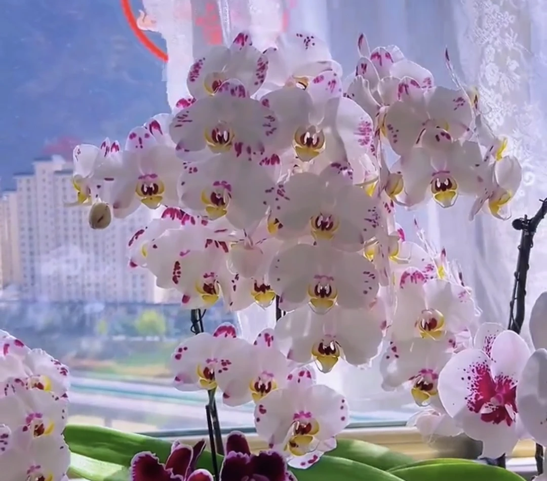 海蓝之谜小苗1.7无花剑35号色