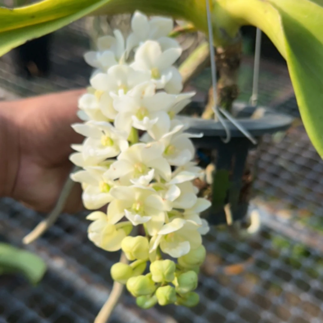 白花象兰兰花庭院阳台办公室栽培易养鲜活绿植物开花盆栽自然生