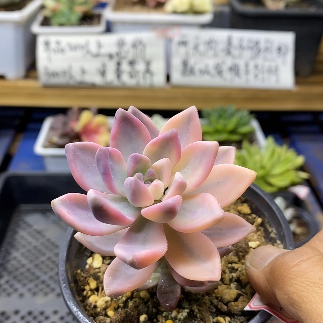 0897 淡雪锦多肉