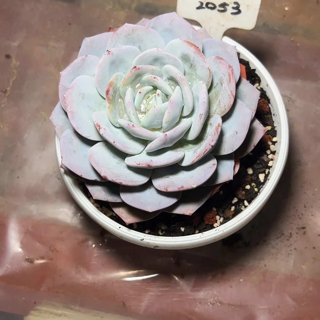 凯***部奶茶2053号一物一拍