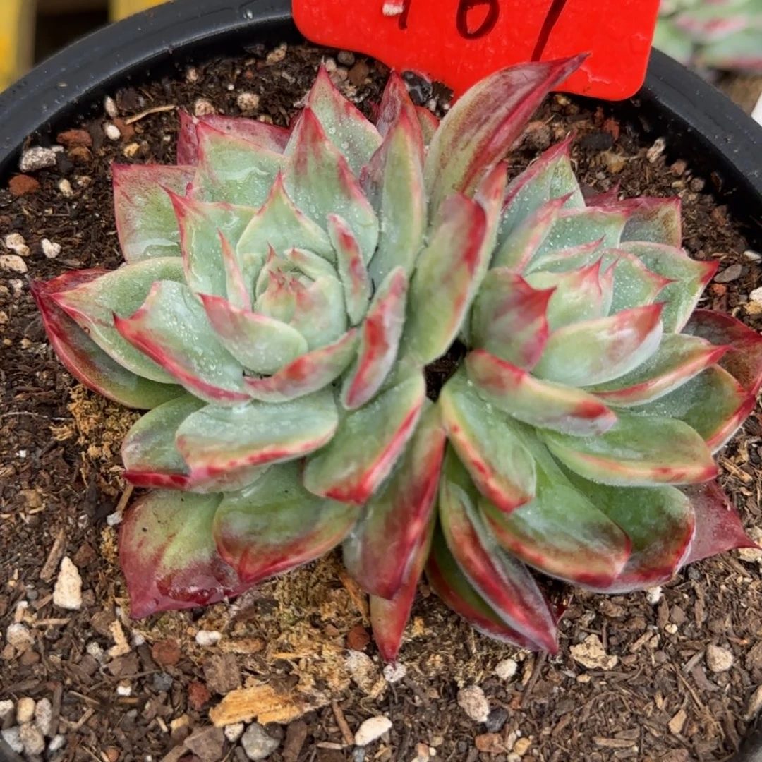 惊鸿一物一拍包装收缩花旱167