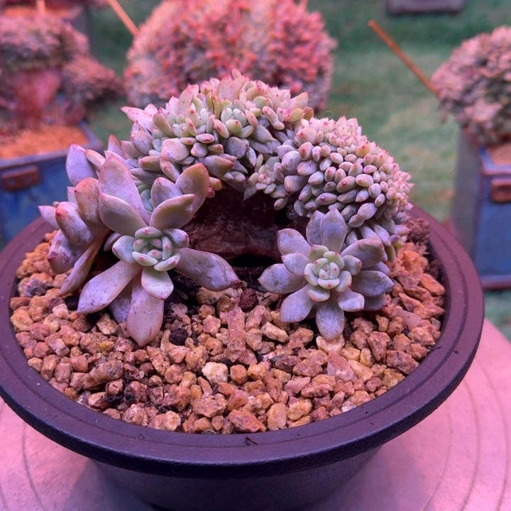 星影树缀30头带缀叶插