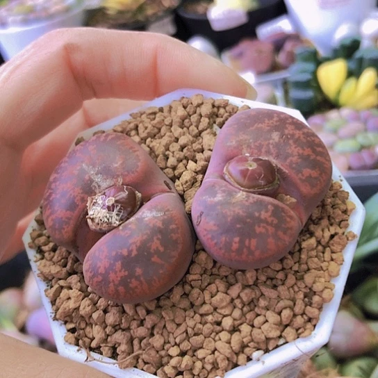 无花朵1181，如图微瑕酒红