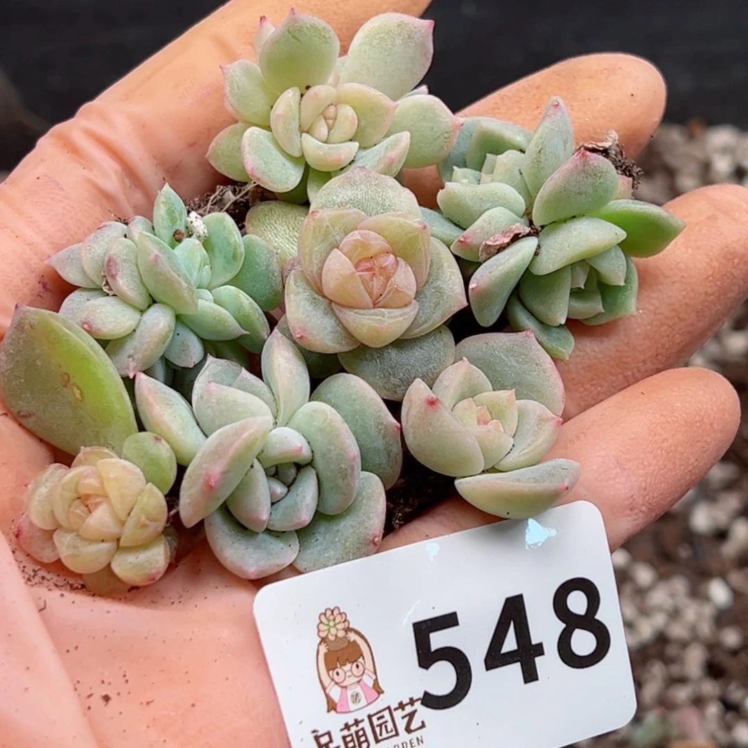 多肉植物多肉植物
