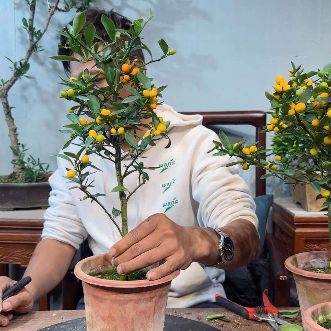 少量花朵（建议范围：2朵-5朵 或40%以下）来*来