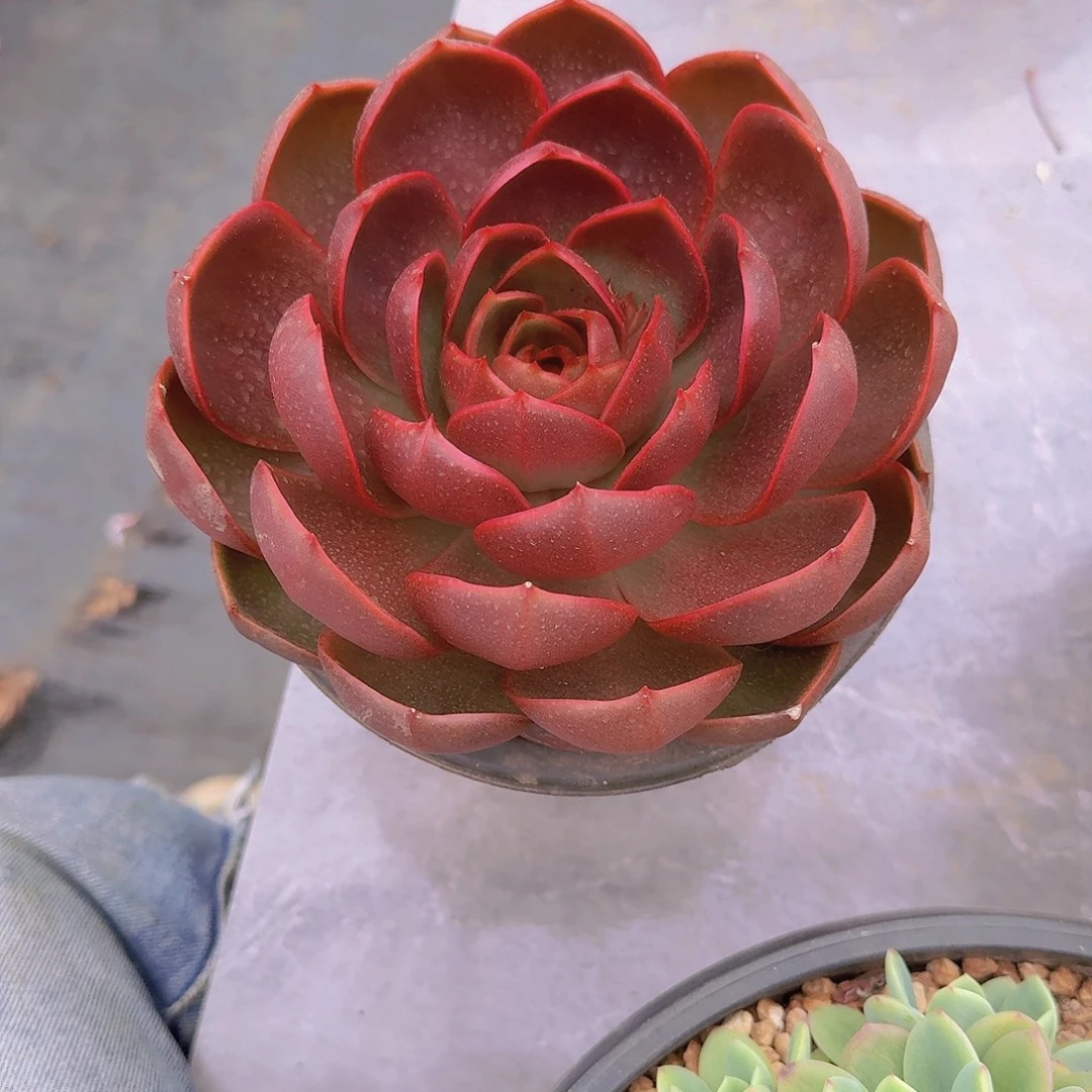 红灯多肉植物9000