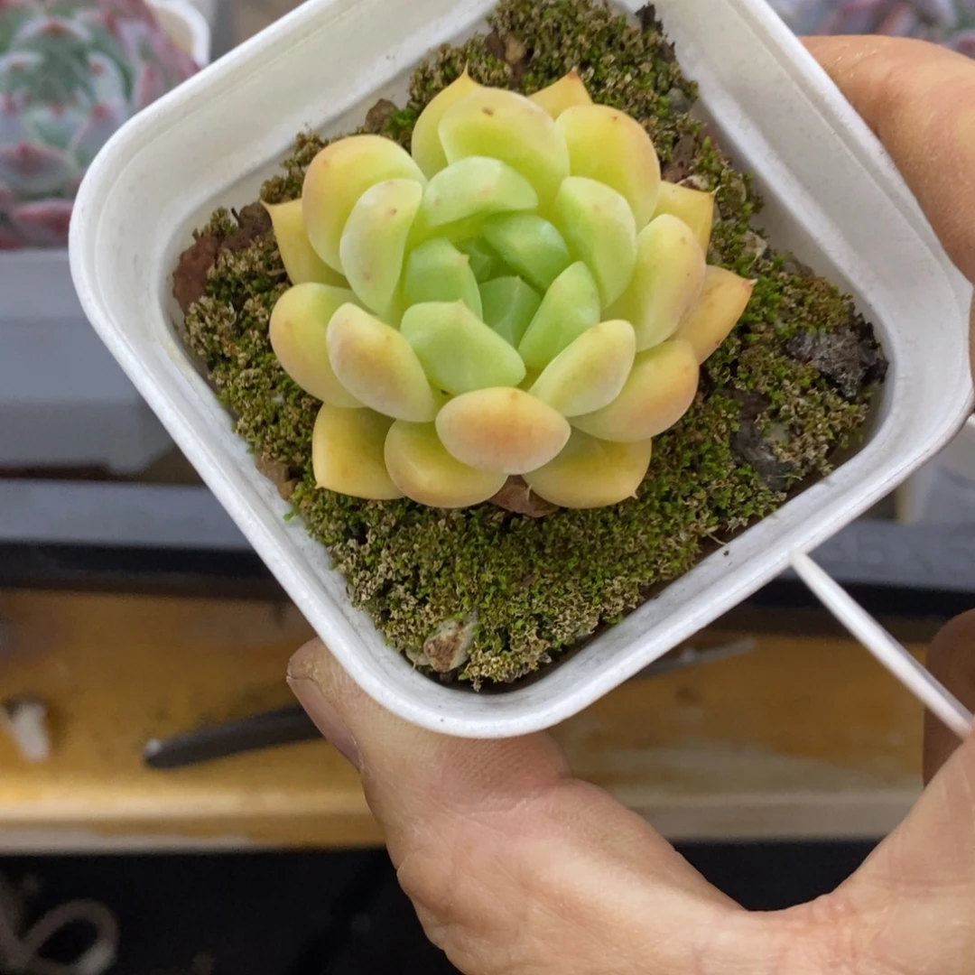 精品多肉一物拍不包整128