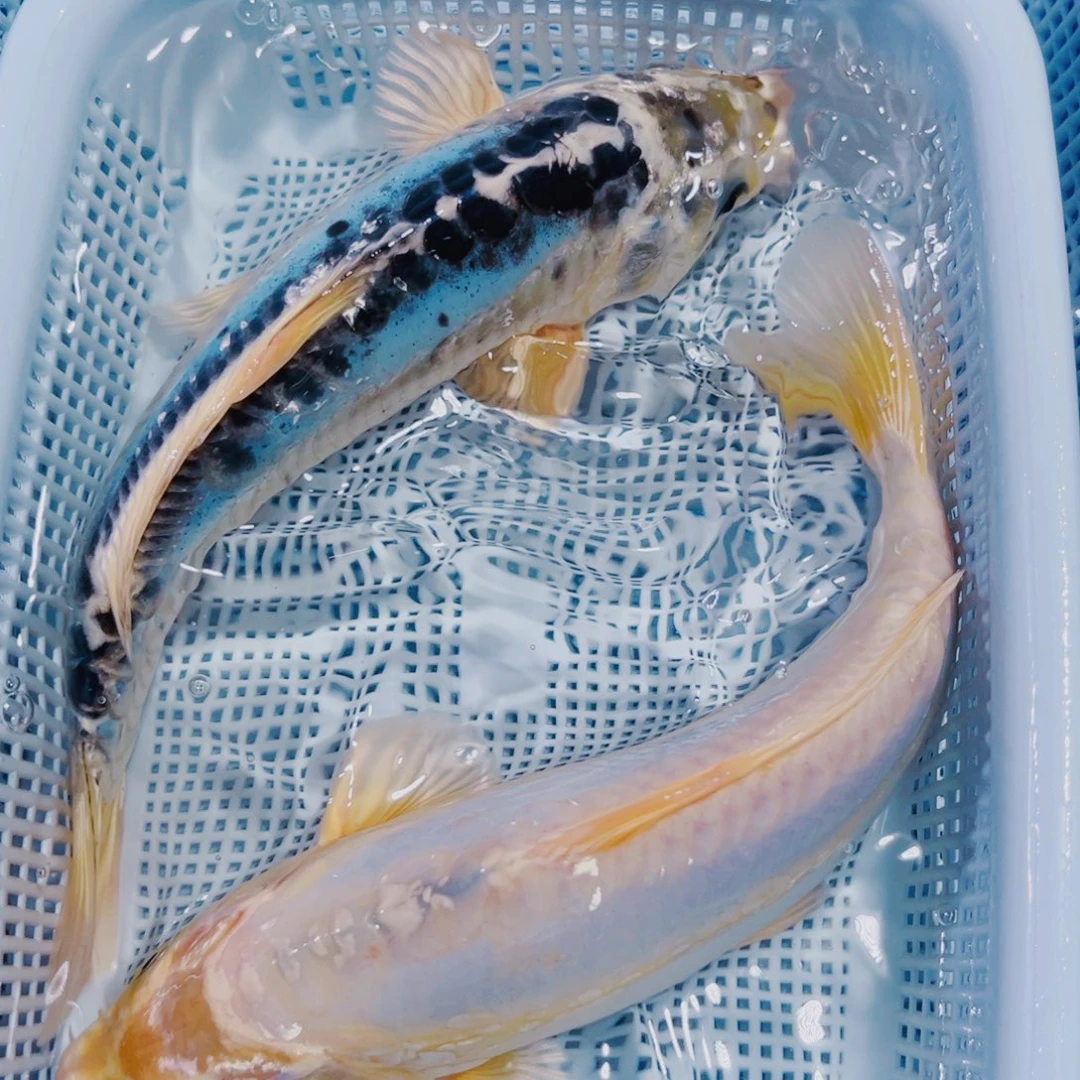 海水鱼锦鲤冷水130