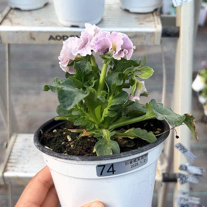 红陶抖音直播闪拍74