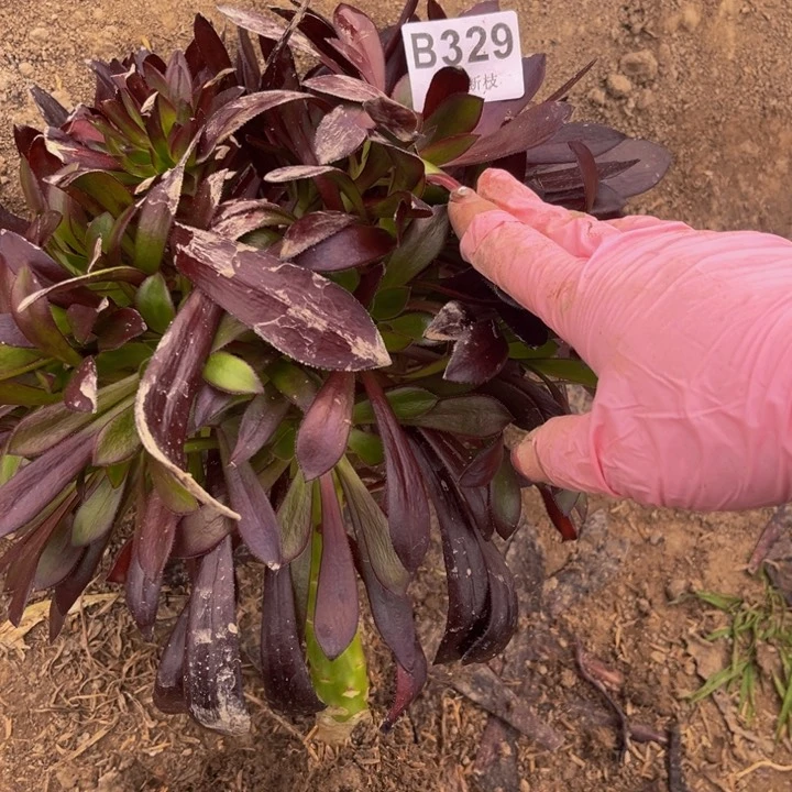 329墨法无主头量多肉法师不包断枝