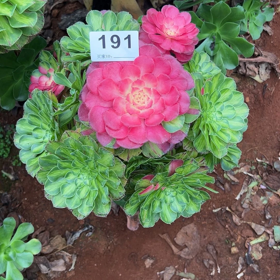 一***深精品多肉植物191知否