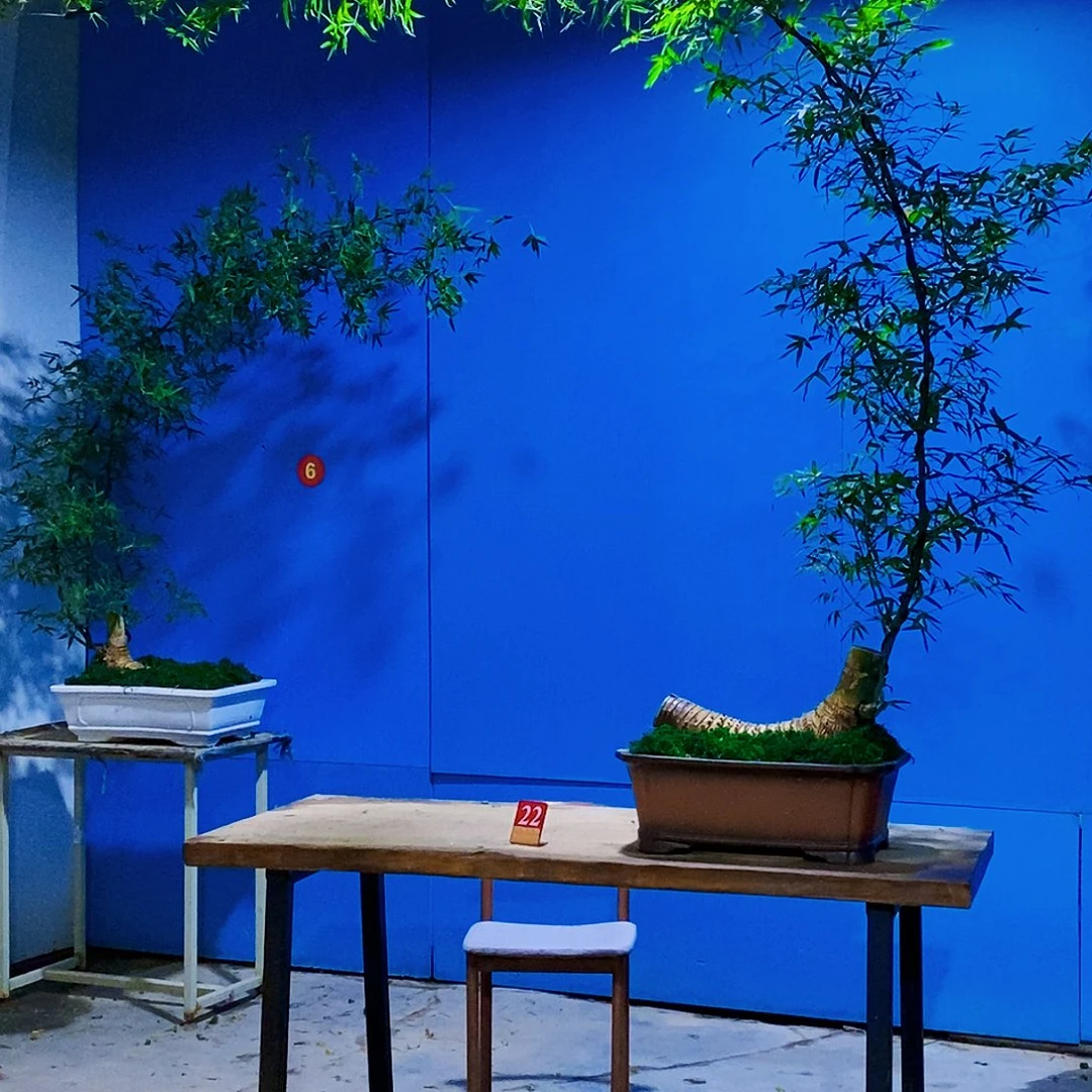 郝***东小叶簕竹一物一拍