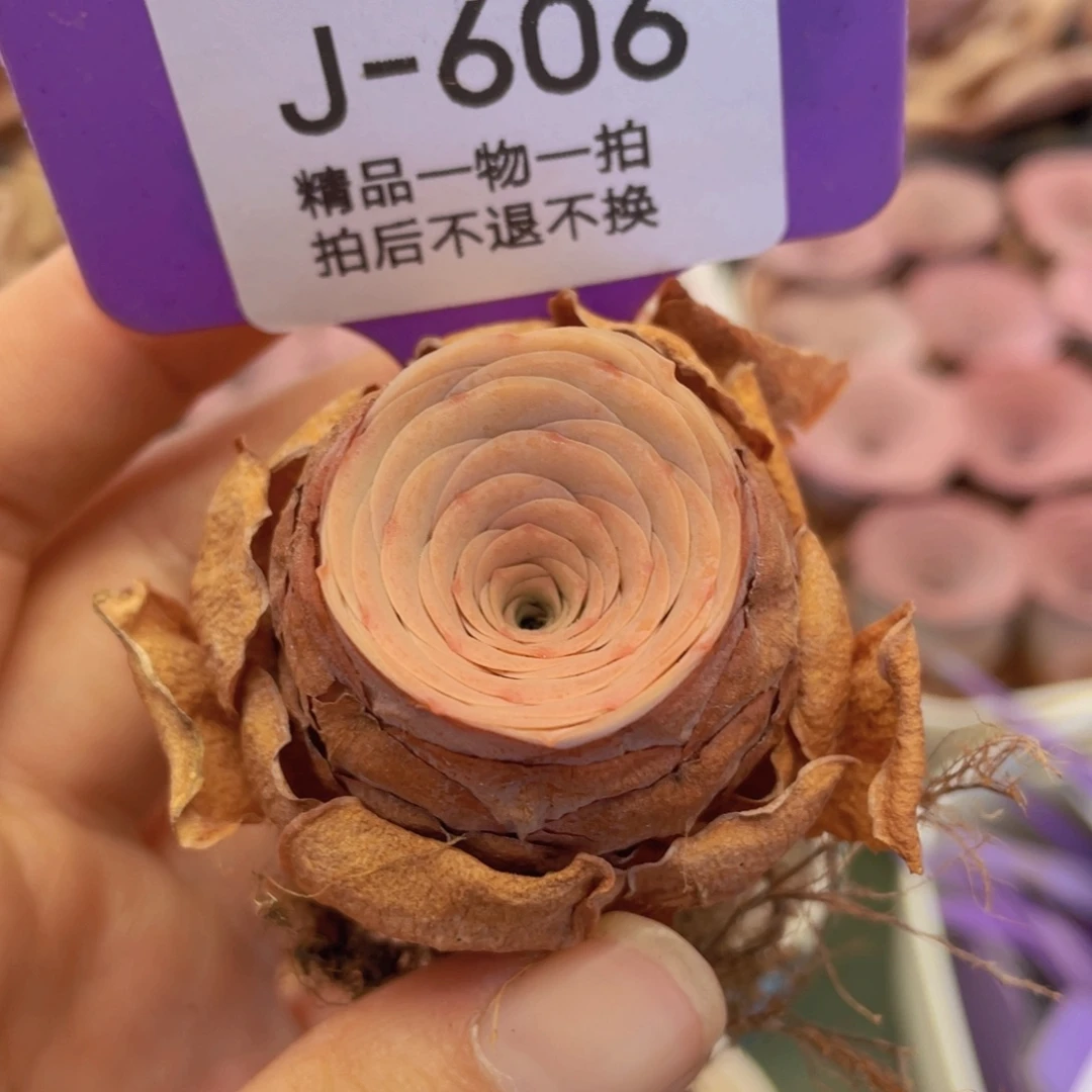 山地玫瑰J606满38包邮裸根发货不售后