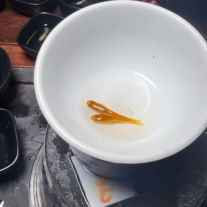 青鳉鱼15号拍品金龙