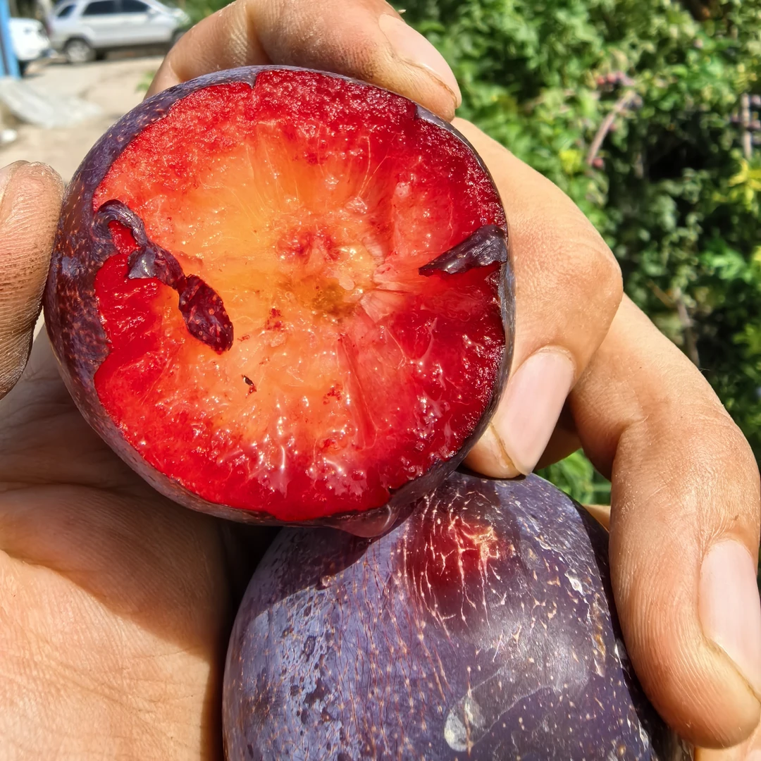 阿克苏国峰七号李，产地直发，空运包邮