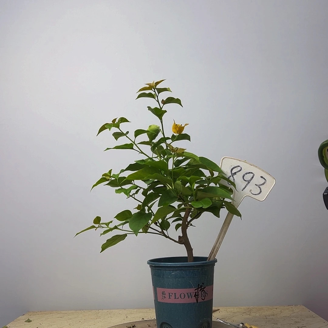 当前无花栽培后可以开花  粗杆  柠檬黄  893