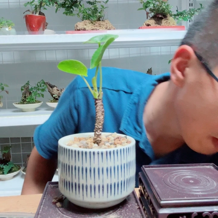 微***暖无花朵11