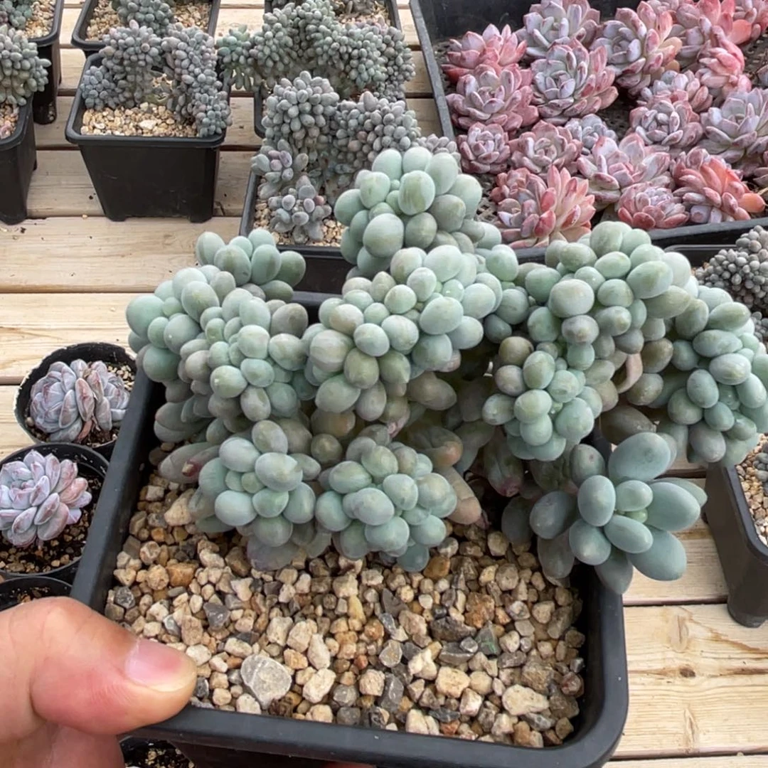 汤圆缀一物一拍不支持退换