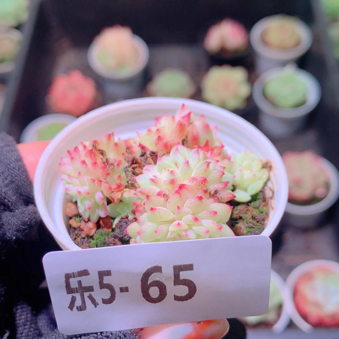 乐然 5-65 新品群 不包整