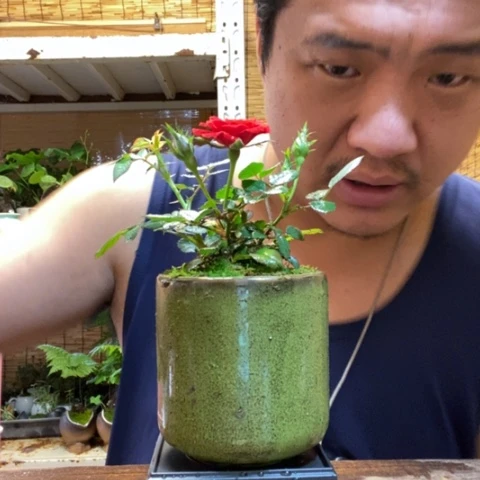 红陶一物一拍所见即所得65