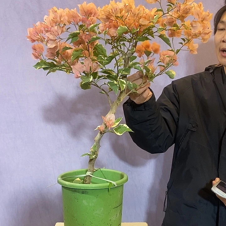 大量花朵（建议范围：8朵-15朵 或40%以上）马斯