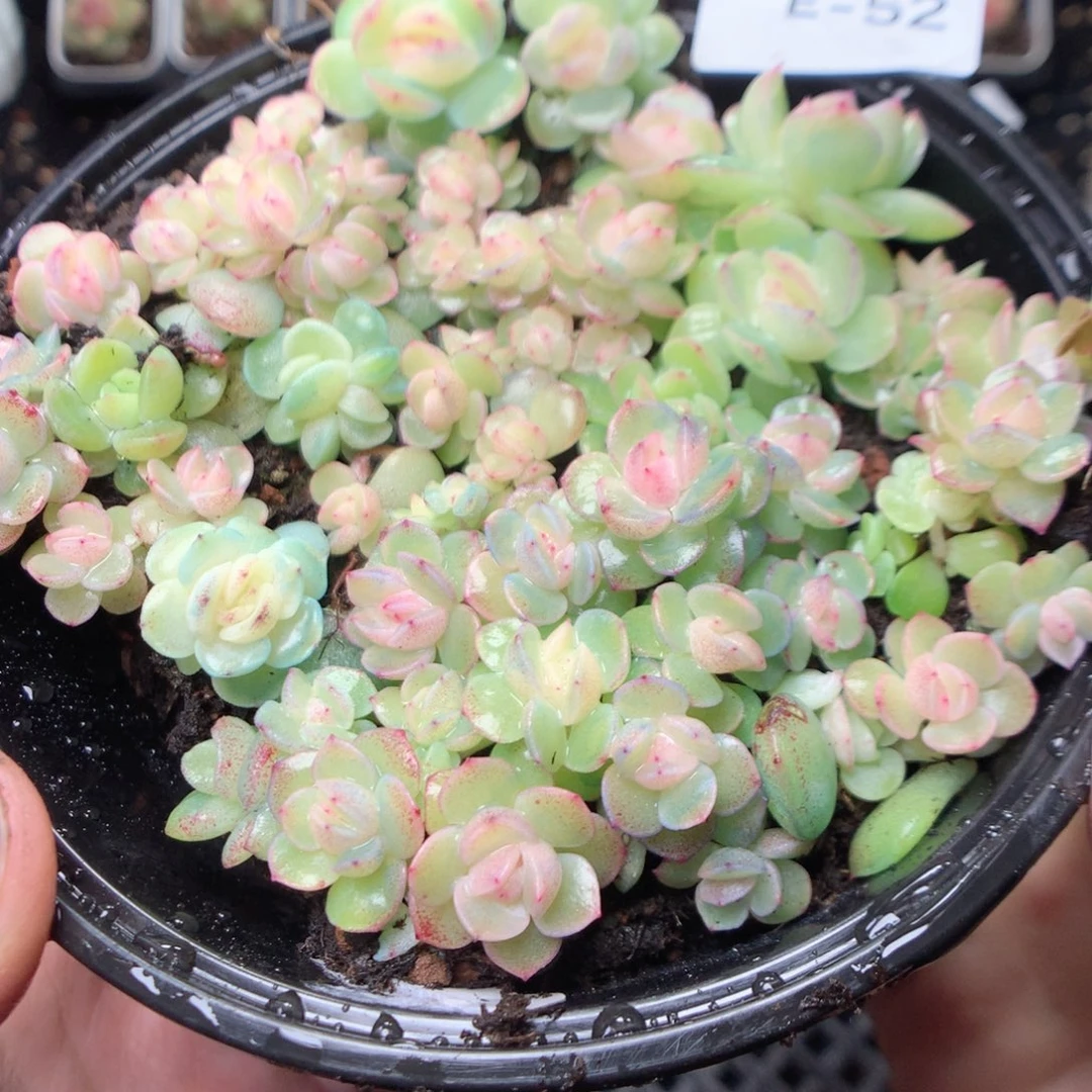 无花朵E52。干冰yyyyy