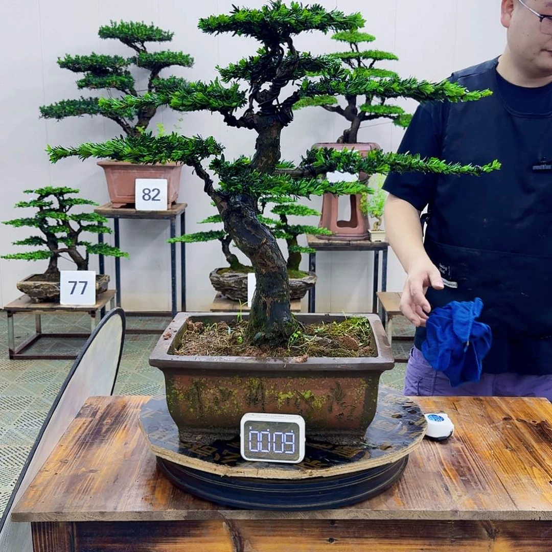 无花朵米叶罗汉松造型盆景