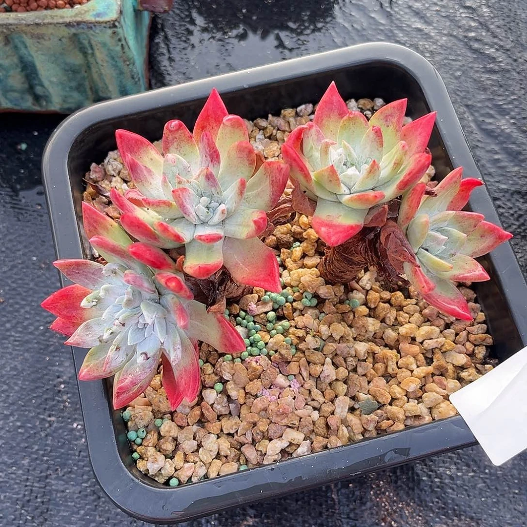 小鹿多肉一物一拍7头流丹白豪