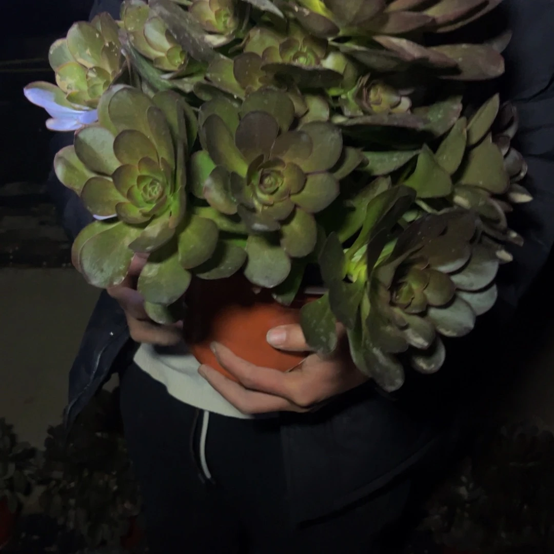 魅金玫瑰多肉植物捧花的