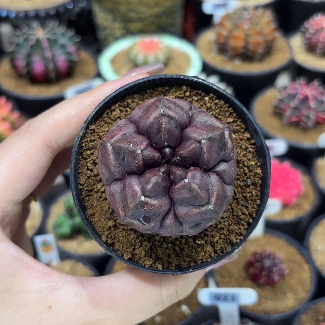 4.8cm五棱腹棱紫皮梦想