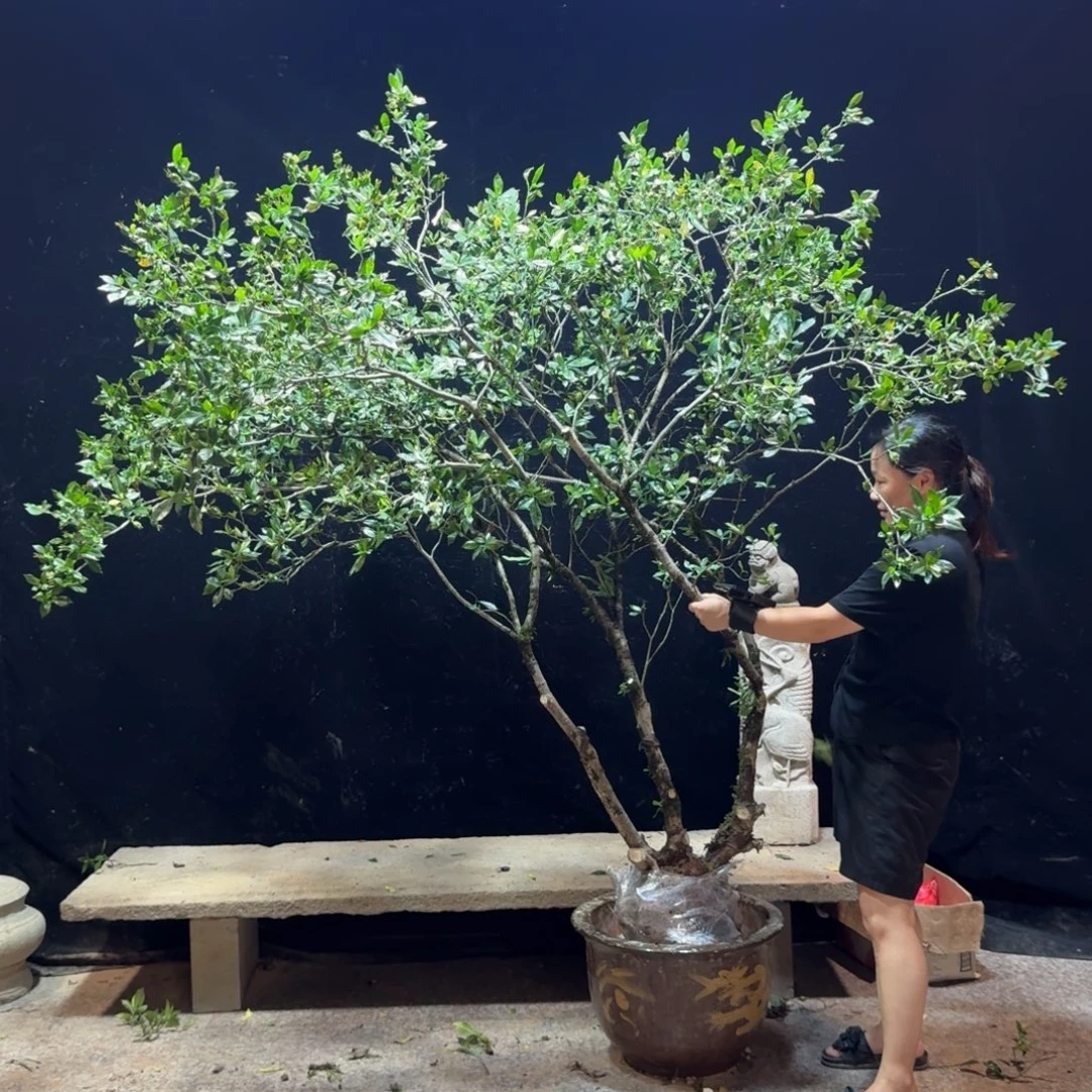 宁***店完全开放栀子花造型树一物一拍