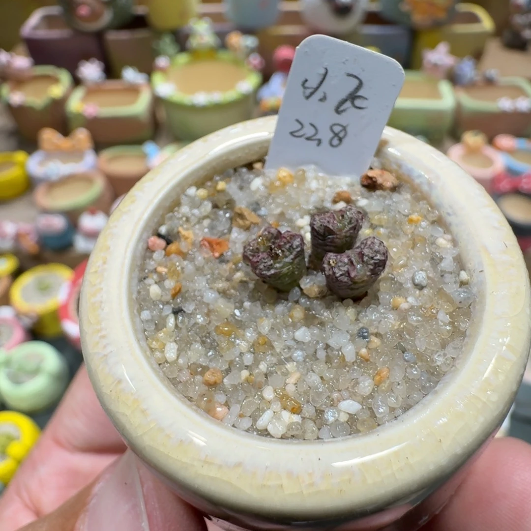 蘑菇1052小飞多肉植物