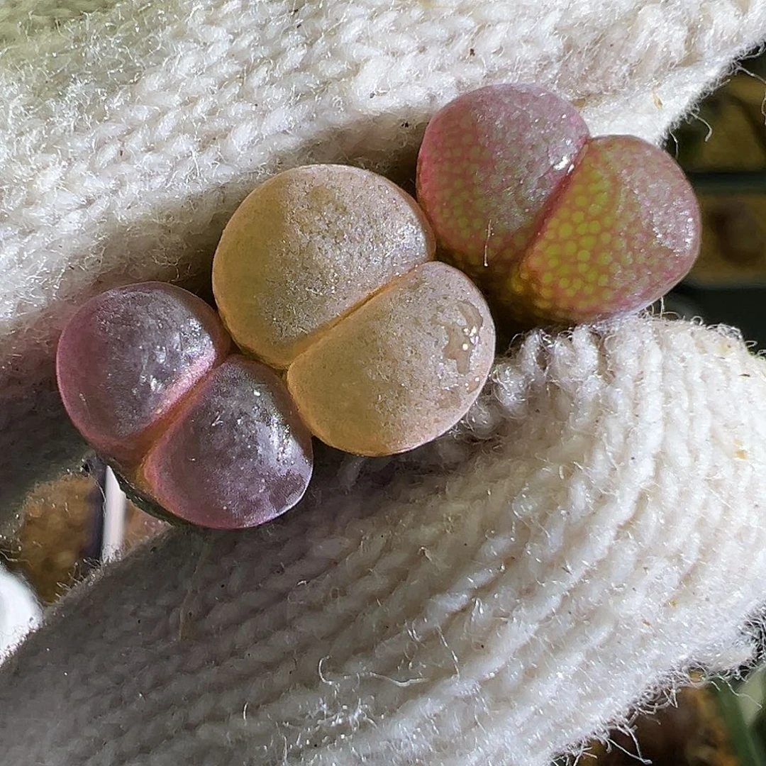 混播红风铃。