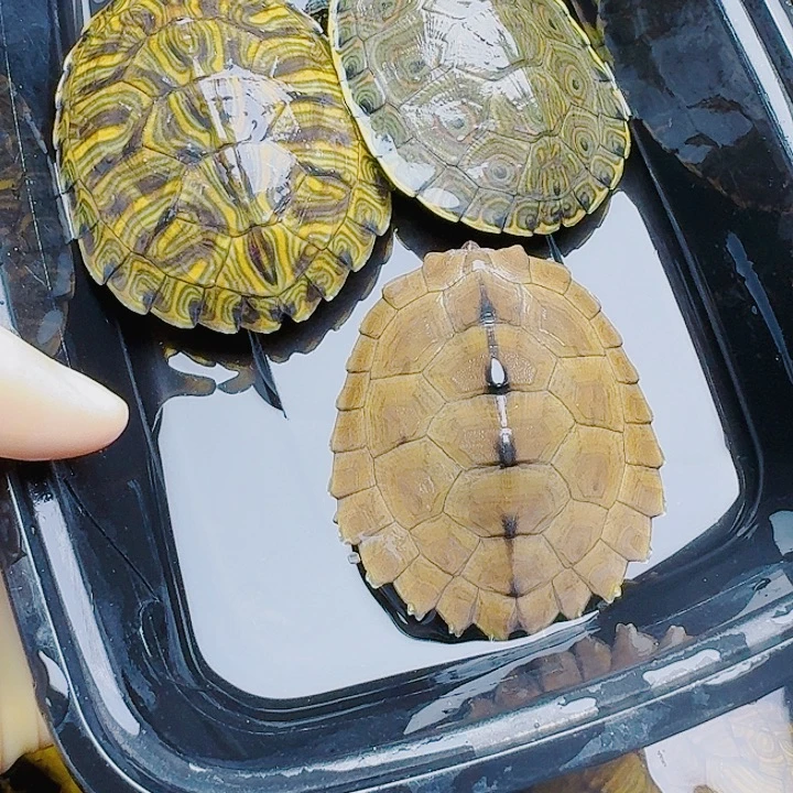 简***5绿毛龟母22222222222