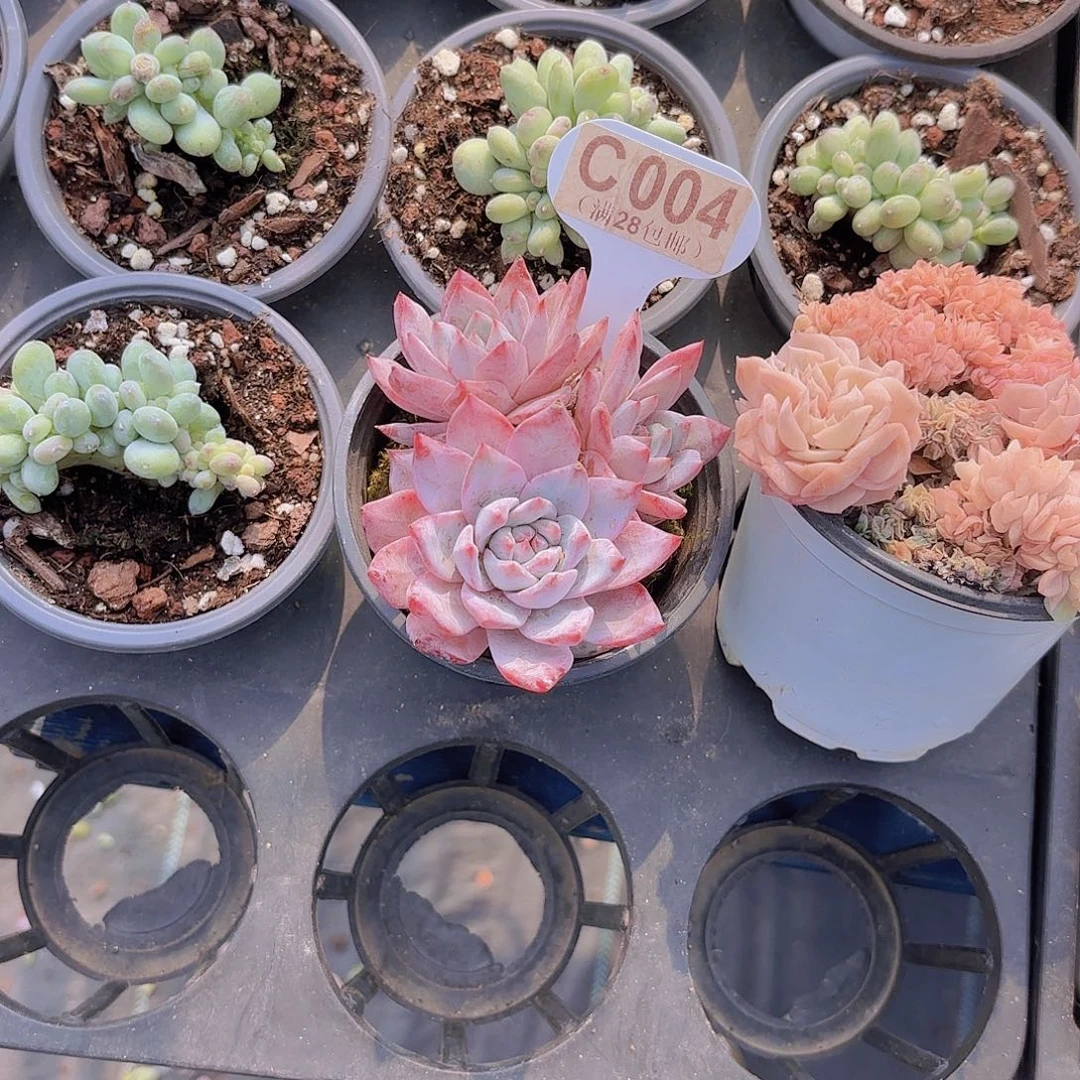 C004粉蓝鸟一物一拍