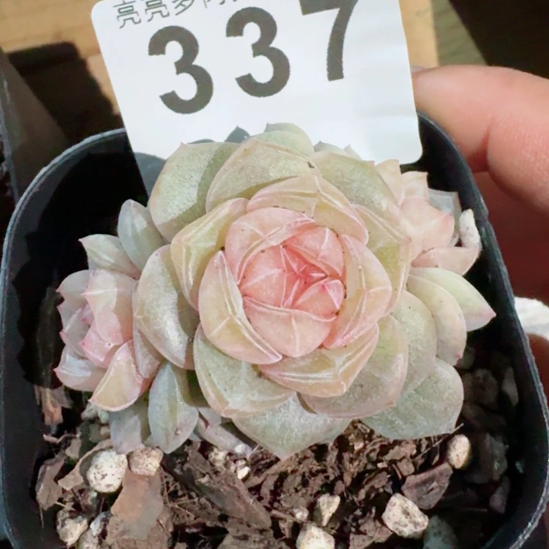 ?***×柔美群生         精品多肉