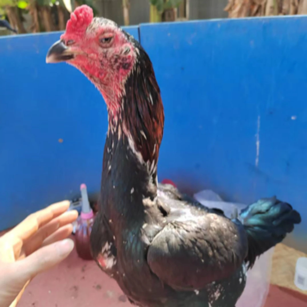 乡下精选斗鸡鲜美斗鸡肉