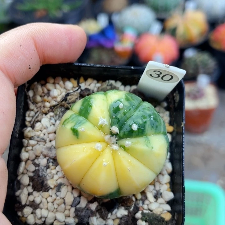 盆5公分满25包邮裸根发货