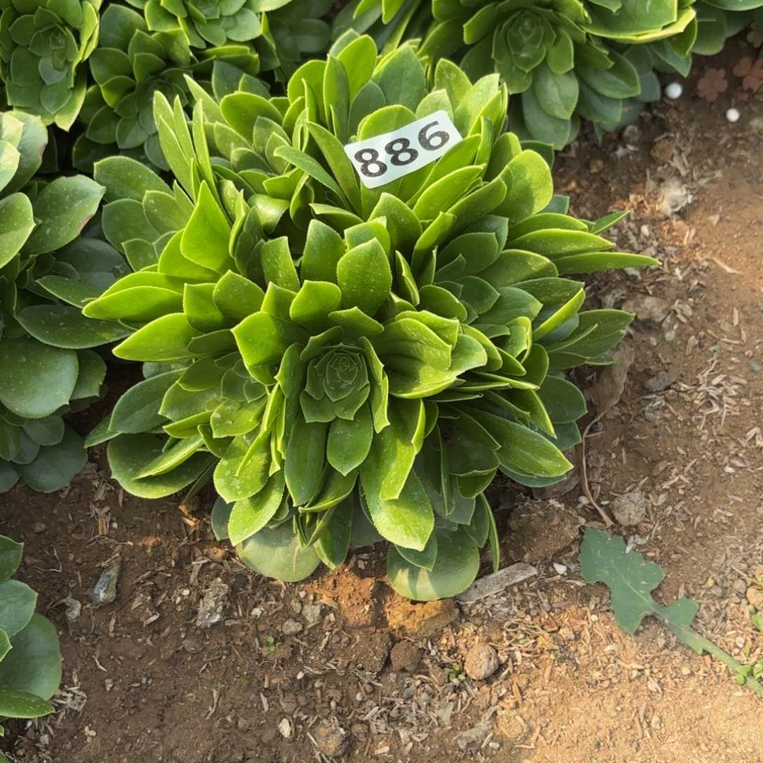*️****886绿羊绒多肉不包损