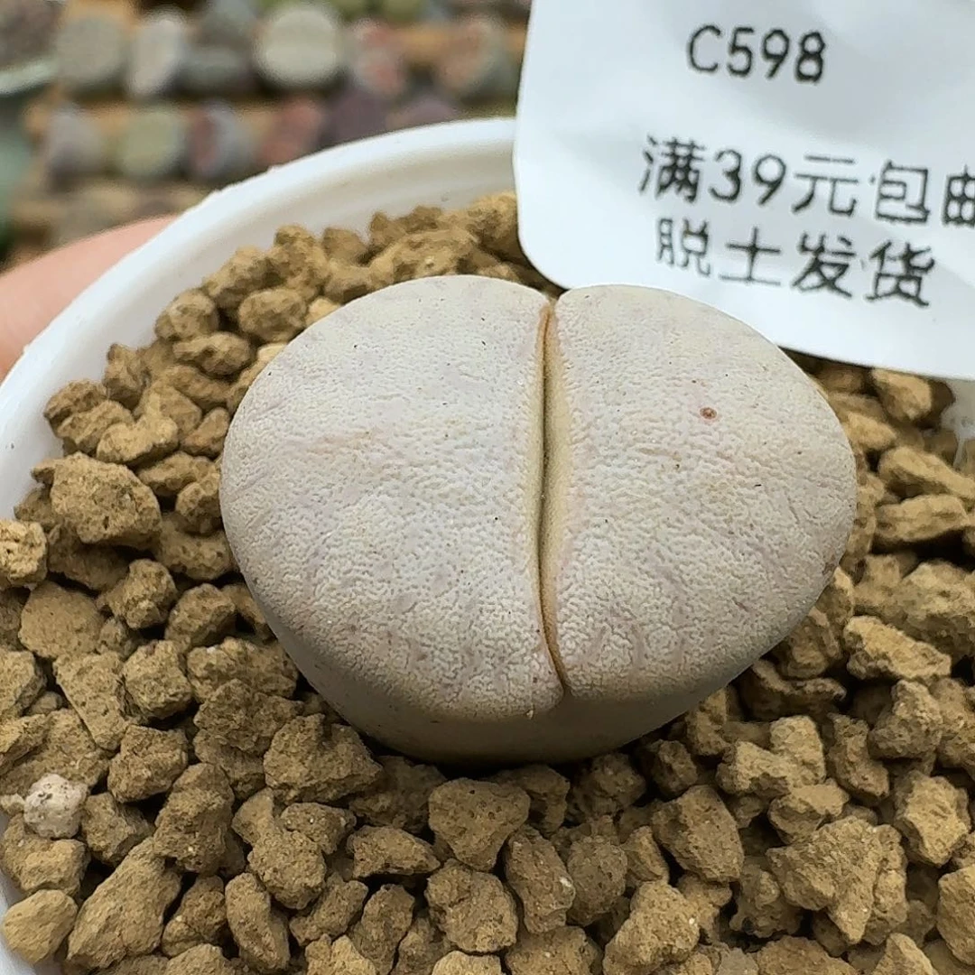 598多肉哈哈哈哈哈哈哈