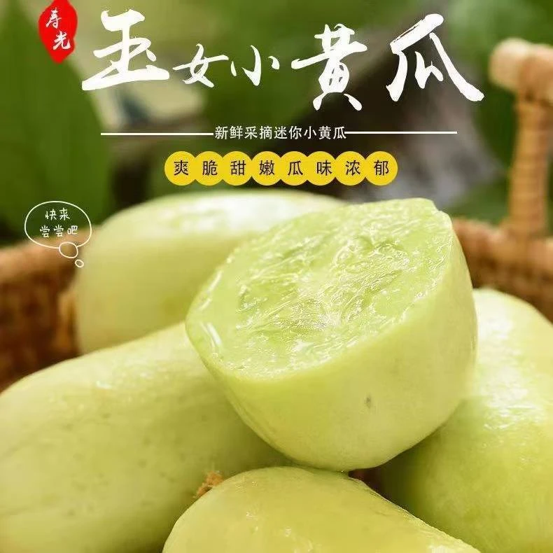 玉女黄瓜新鲜斤装拇指黄瓜水果小黄瓜旱白玉青瓜生吃山东蔬菜包邮