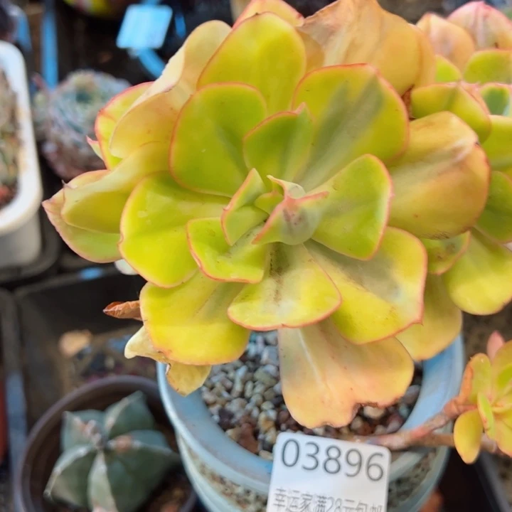 幸运的是我的朋友是