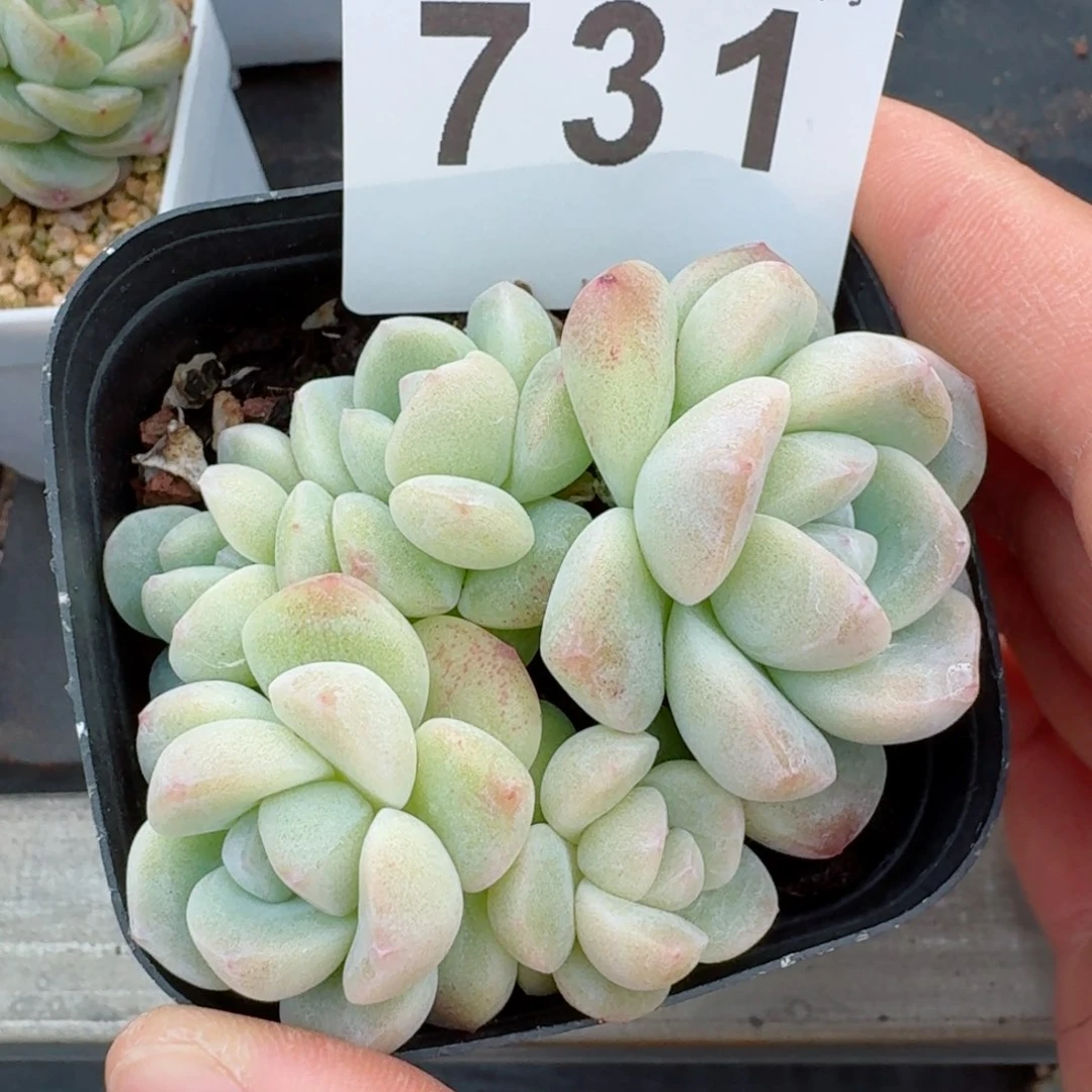 冰玉群生整装无砍